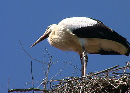 Cigogne à Altreu (Soleure) en Suisse