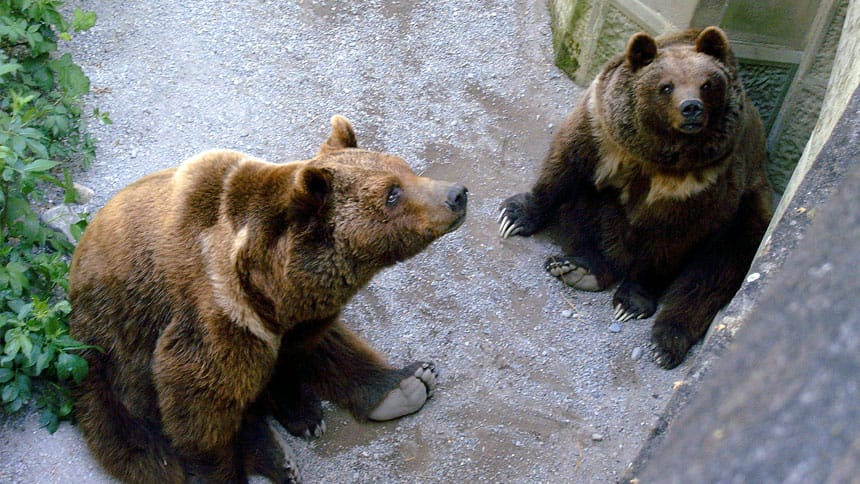 La fosse aux ours à Berne