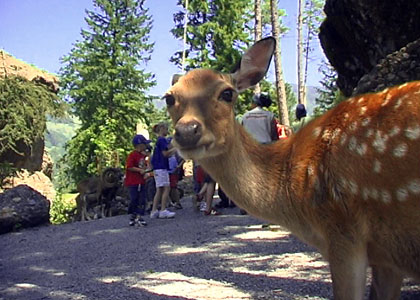 Zoo de Goldau en Suisse