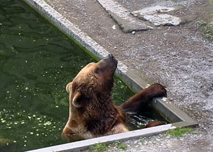 La fosse aux ours à Berne