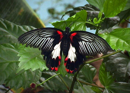 Le Papiliorama
