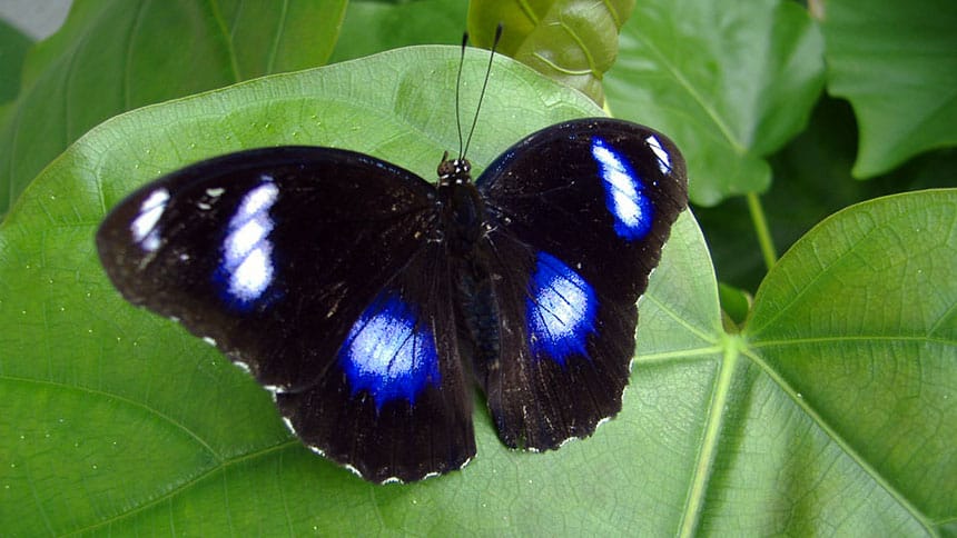 Le Papiliorama à Kerzers en Suisse