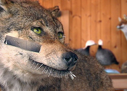 Taxidermie à Vicques (Jura)