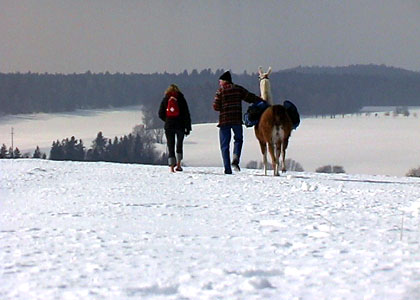 Un Lama au Val-de-Ruz