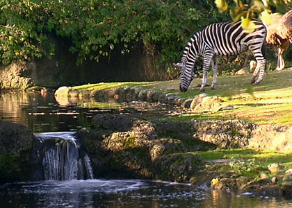 Le zoo de Bâle en Suisse