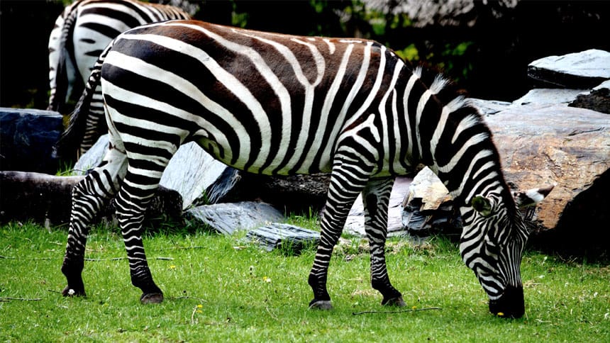 Le zoo de Bâle (Zoo Basel)