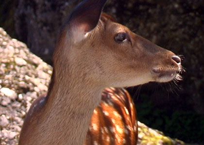 Zoo de la Garenne