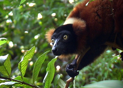 Le Zoo de Zürich et sa jungle de Madagascar